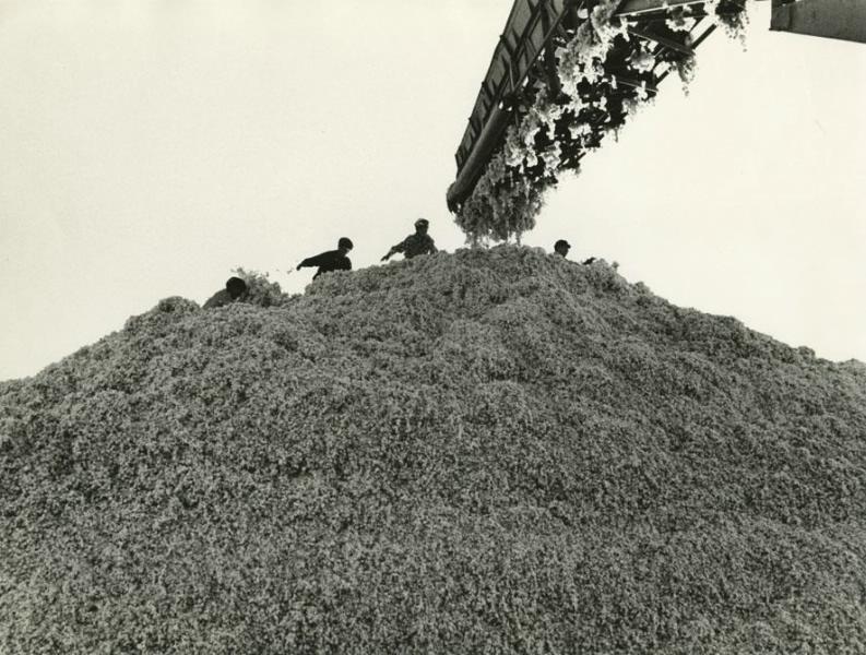 large pile of cotton with machine above