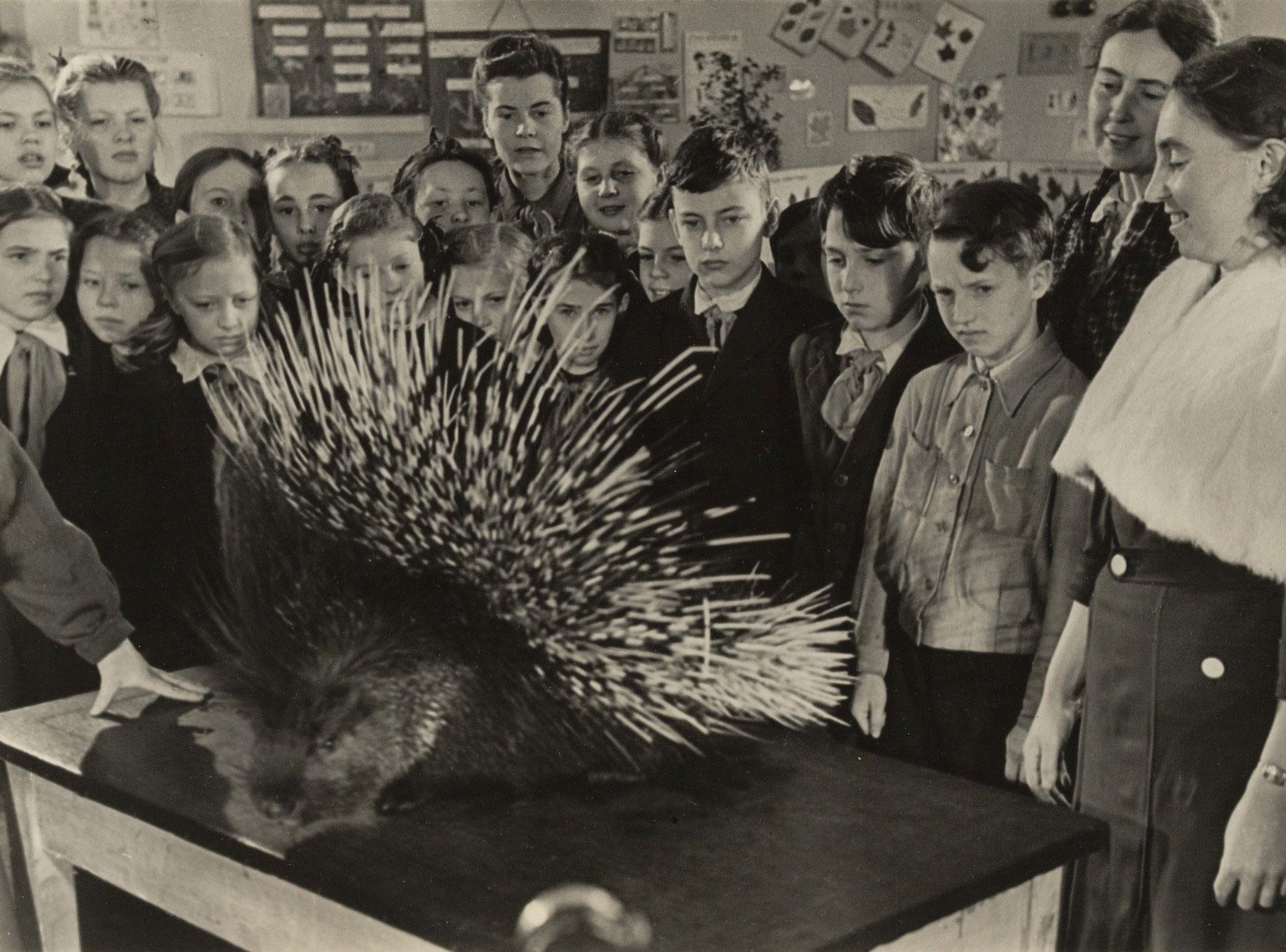 A group of schoolkids and teachers admire a porcupine in their classroom.