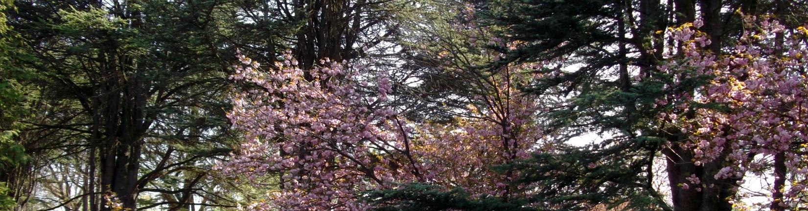 blooming trees