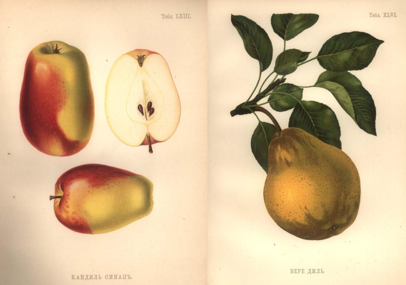 botanical illustration of apples and pears