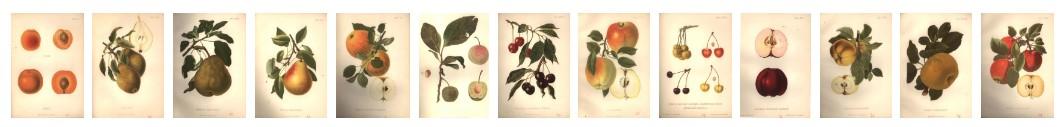 drawings of various fruits