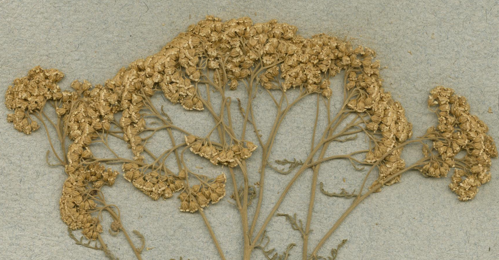 dried plant specimen