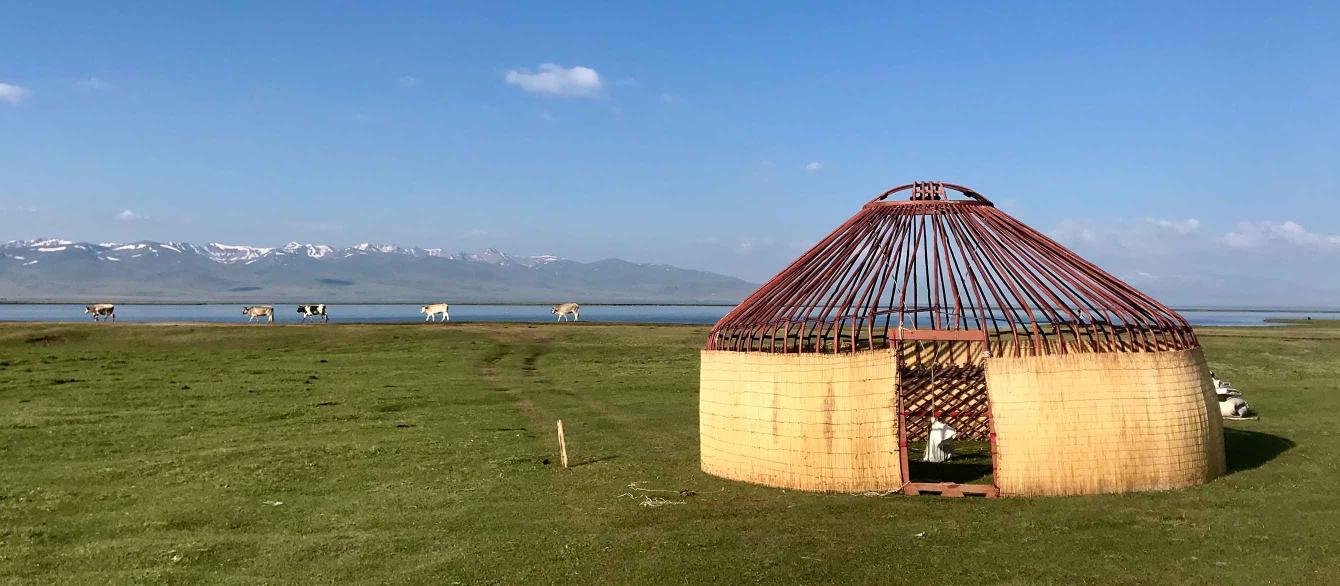 Yurt with cows grazing in the background