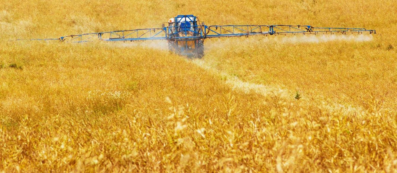 wheat field with fertilizer