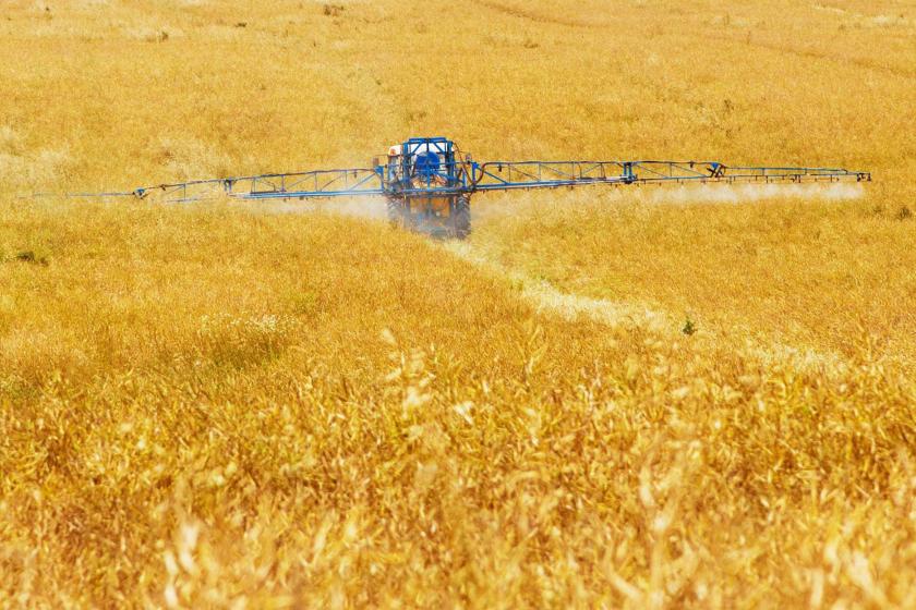 wheat field with fertilizer