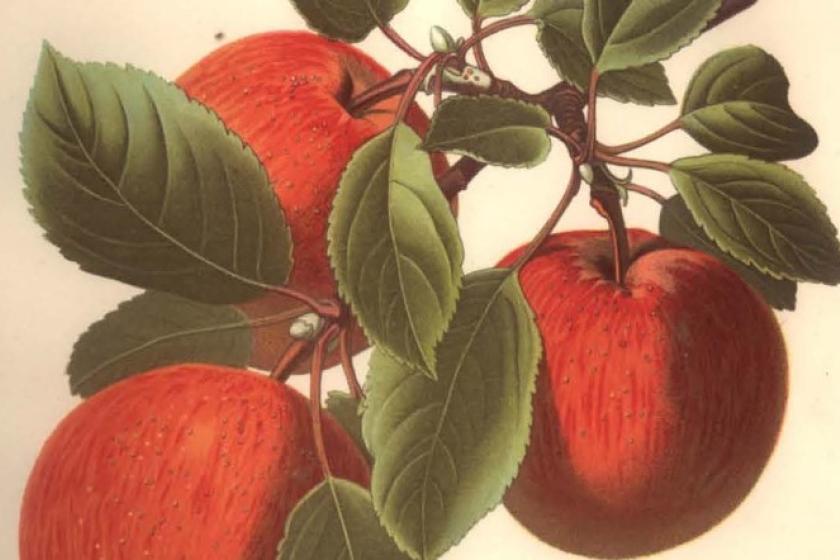 botanical illustration of apples