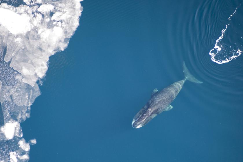 Bowhead whale