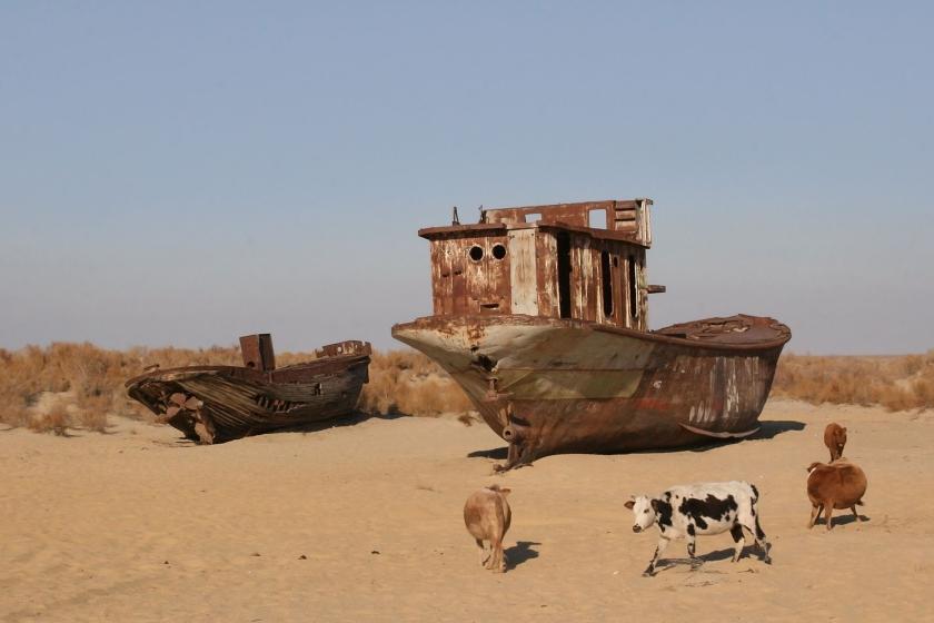 Dried Aral Sea with ship wreck and grazing animals